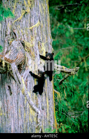 Black Bear Cubs in una struttura ad albero Foto Stock