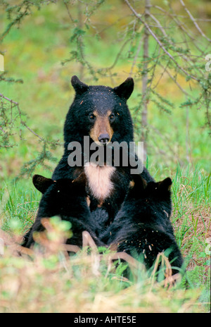 Black Bear madre e lupetti 17 Foto Stock