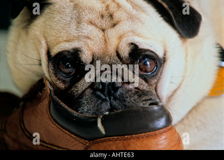 Charlie e la vecchia scarpa Foto Stock