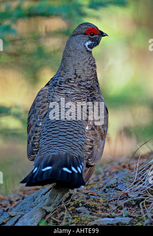 Abete rosso Grouse 2 Foto Stock