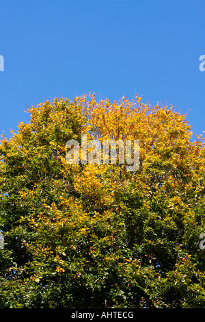 Albero comune di faggio (Fagus sillavatica) fogliame autunnale contro un cielo azzurro chiaro Foto Stock