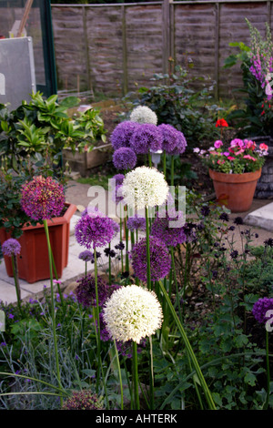 Allium Mount Everest crescente al fianco di allium viola sensazione. Foto Stock