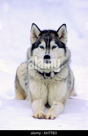 Siberian Husky cane Foto Stock