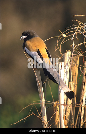 SNA71996 albero indiano torta vagabunda Dendrocitta Sariska Wildlife Sanctuary Rajasthan in India Foto Stock