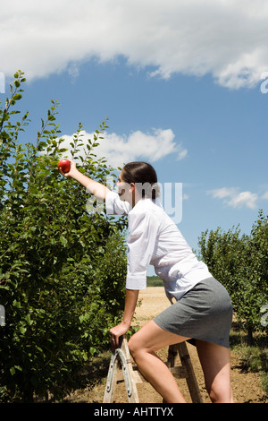 Donna sulla scala per raggiungere apple nel frutteto. Foto Stock