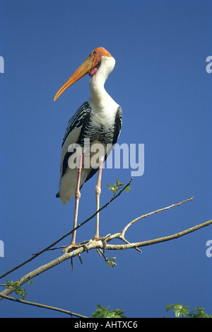 SNA71938 dipinto di Stork Mycteria leucocephala Bellur Kokkare Banglore Karnataka India Foto Stock