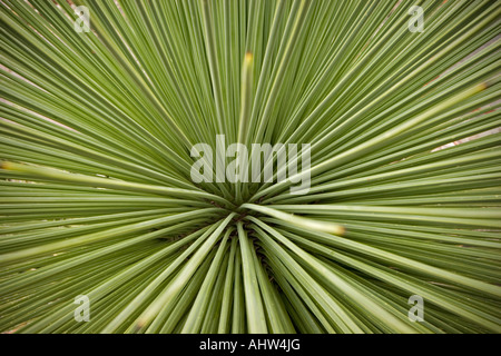 Alta angolazione di un becco Yucca core (Messico). Vue en plongée du Coeur d'onu Yucca rostrata (Mexique). Foto Stock