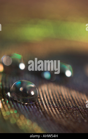 Close up di gocce di acqua su un fiore di pavone Foto Stock