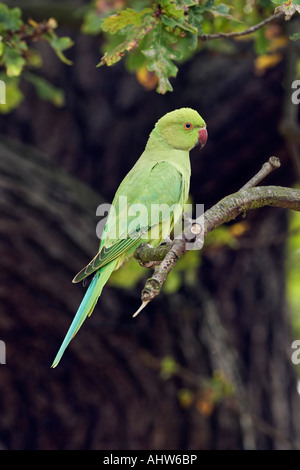 Collo ad anello parrocchetto Psittacula krameri appollaiato in quercia cercando alert Richmond Park London Foto Stock