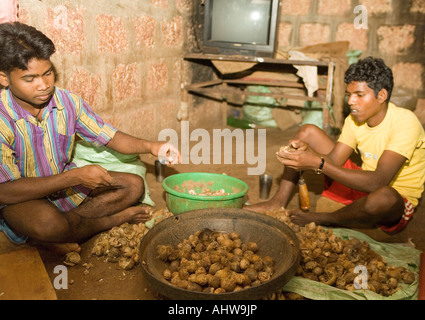 I lavoratori migranti ordinamento di noci di betel in gradi per il commercio all'ingrosso in una proprietà privata fattoria biologica e industria di cottage. Goa in India Foto Stock