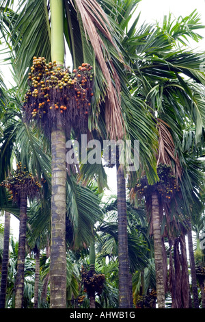 Umido boschetto verdeggiante di Betel il dado (Noci di arec catecù) palme tropicali in uniforme di righe con i cluster di maturazione della frutta. Goa in India Foto Stock