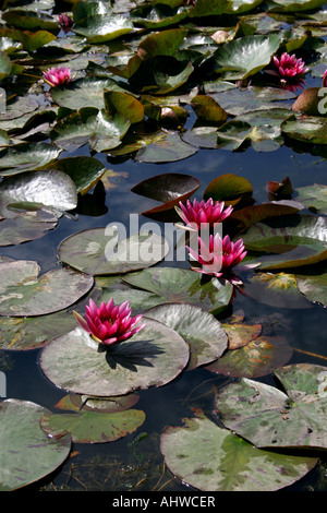 Orticoltura. rosso giglio di acqua sulla superficie di uno stagno in estate. nymphaea. nymphaeaceae. Foto Stock