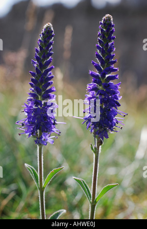 Spiked speedwell sul Great Orme Galles del Nord Foto Stock