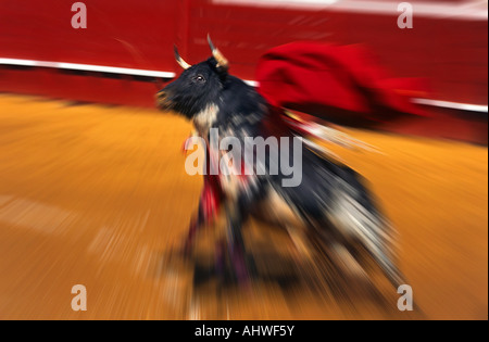 Una lotta bull allevamento fino al momento di un "pass con il muleta'. Biancheria Taureau de corrida se cabrant après une passe à la muleta. Foto Stock