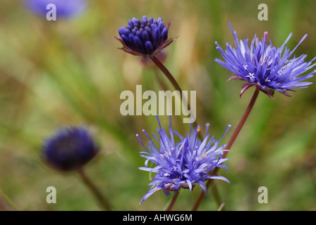 Pecora Scabious bit Jasione montana Foto Stock