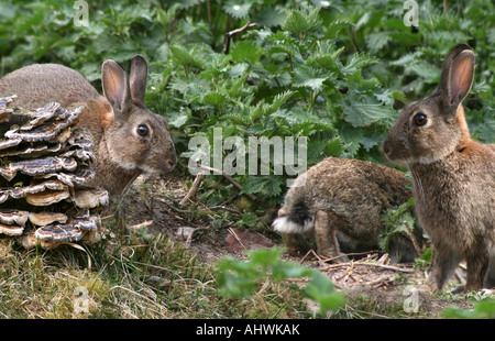 Conigli selvatici - oryctolagus cuniculus - rovistando in un letto di ortica al mero Sands legno, Lancashire, Regno Unito. Foto Stock