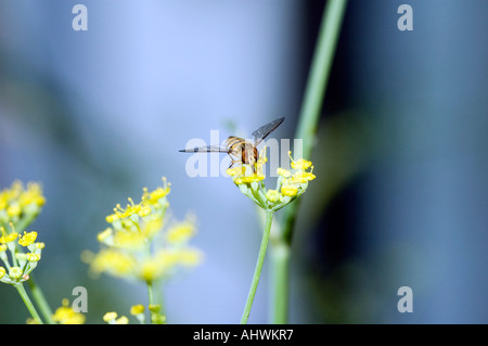 Hoverfly (Syrphus ribesii) sui fiori di finocchio Foto Stock