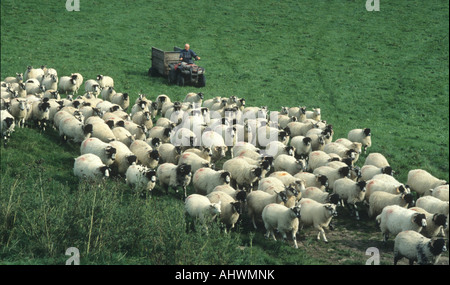 Pecore essendo herded da un agricoltore su quad bike Foto Stock