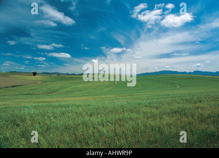 Campi di grano in inverno Caledon Western Cape Sud Africa Foto Stock