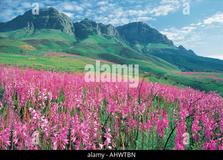 Una spettacolare esibizione di wild Watsonia fiori in primavera Helderberg Mountain Somerset West Western Cape Sud Africa Foto Stock