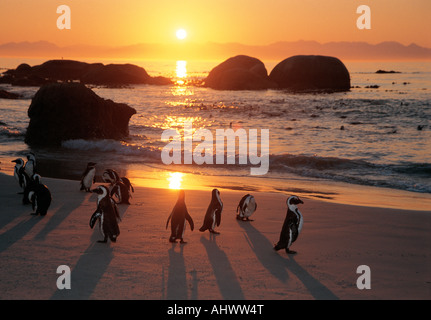 Quattordici 14 Jackass pinguini sulla spiaggia di massi un santuario degli uccelli vicino Simonstown West Cape Sud Africa Foto Stock