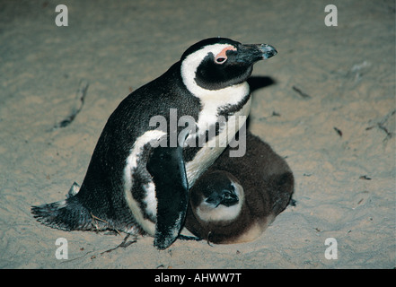 I pinguini Jackass presso i massi Bird Sanctuary vicino Simonstown West Cape Sud Africa Foto Stock