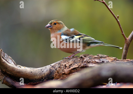 Fringuello sul ramo morto Foto Stock