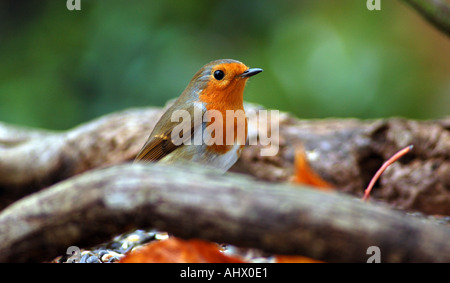 Robin Foto Stock