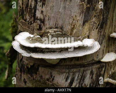 Close up della staffa grande funghi crescente da un tronco di albero Foto Stock