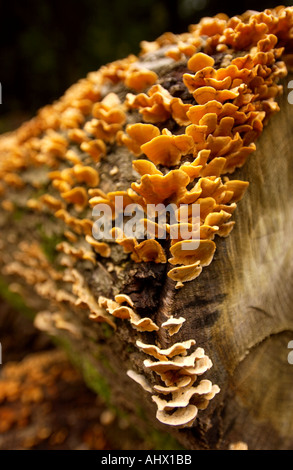 Vecchi log con MOSS E FUNGHI DI BOSCO INGLESE UK Foto Stock