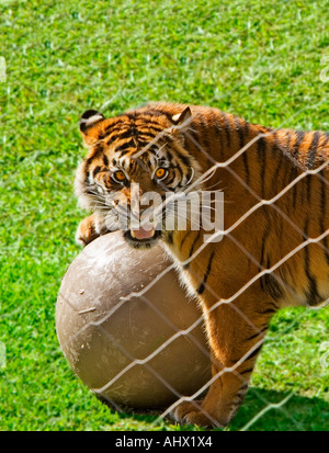 Immagine di una tigre di Sumatra ululano dietro un recinto con esso s zampe protettivo avvolto intorno a una grande palla di gomma Foto Stock