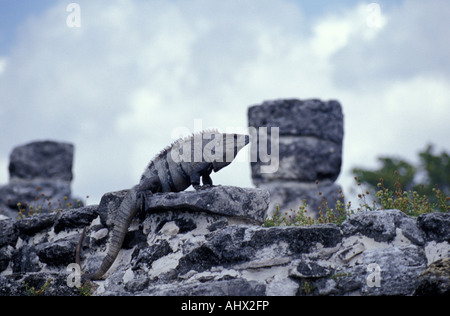 Iguana presso le rovine Maya di El Rey in Cancun Quintana Roo, Messico Foto Stock