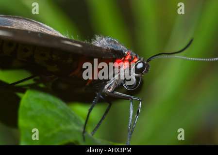 Chiudere l'immagine macro di un nero e rosso butterfly Foto Stock