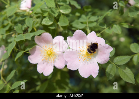 Due rosa selvatica Rosa Canina fiori (Rosa canina) in una siepe in estate con Bumble Bee (Bombus spp) raccogliere il polline in cesti di polline. Europa Foto Stock