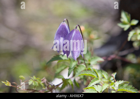 Clematide alpina Clematis alpina fiori viola che cresce a 1200 ft nelle Alpi Giulie in estate Foto Stock