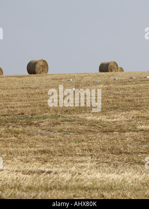 Round fieno marrone bails sulla sommità di una collina in un campo. Foto Stock