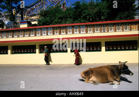 Vacca Santa che giace vicino ai pellegrini tibetani che muovono ruote di preghiera su uno Stupa lungo il percorso Kora intorno alla sede del Dalai Lama a Dharamsala, Himachal Pradesh. Foto Stock