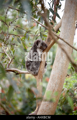 Soft tenero Koala bear riposa in un eucalipto o gomma di albero in Lone Pine Koala Sanctuary riserva faunistico Zoo Brisbane Queensland Foto Stock