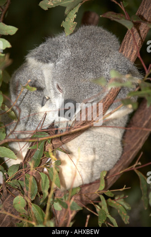Soft tenero Koala bear riposa in un eucalipto o gomma di albero in Lone Pine Koala Sanctuary riserva faunistico Zoo Queenslan Brisbane Foto Stock