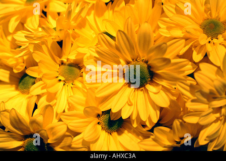 Composizioni floreali di daisys giallo Foto Stock