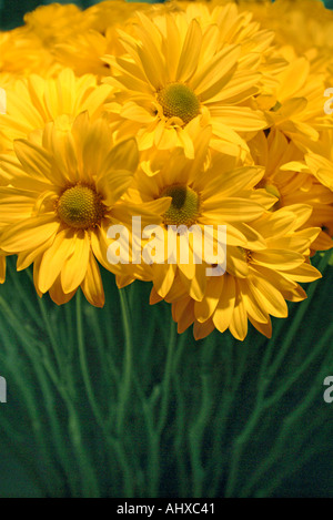 Composizioni floreali di daisys giallo Foto Stock