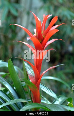 Bromeliad in fiore Foto Stock