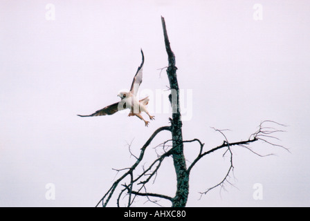 Red Tailed Hawk in volo Foto Stock