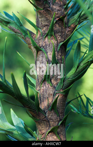 Giovani Wollemi pine linea dettaglio Foto Stock