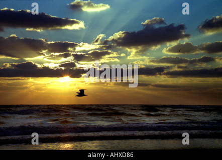 Silhouette di uccello sull'oceano Sunrise Foto Stock