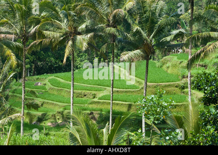 Terrazze di riso Ayung River Gorge Ubud Bali Indonesia Foto Stock