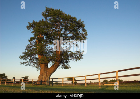 Inglese antico albero di quercia Foto Stock
