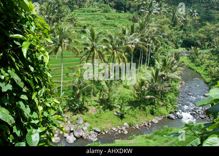 Terrazze di riso Ayung River Gorge Ubud Bali Indonesia Foto Stock