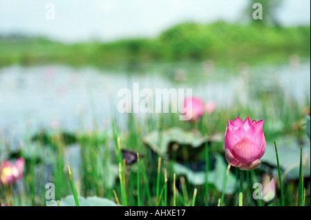 Pink lotus lake a Paya Indah zone umide, Malaysia Foto Stock