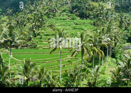 Terrazze di riso Ayung River Gorge Ubud Bali Indonesia Foto Stock